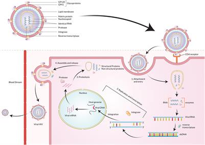 Frontiers | Insights Into The Coinfections Of Human Immunodeficiency ...